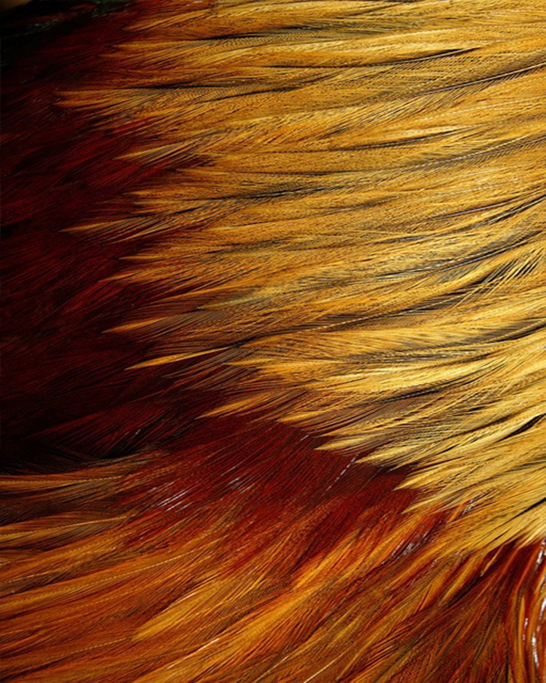 ROOSTER